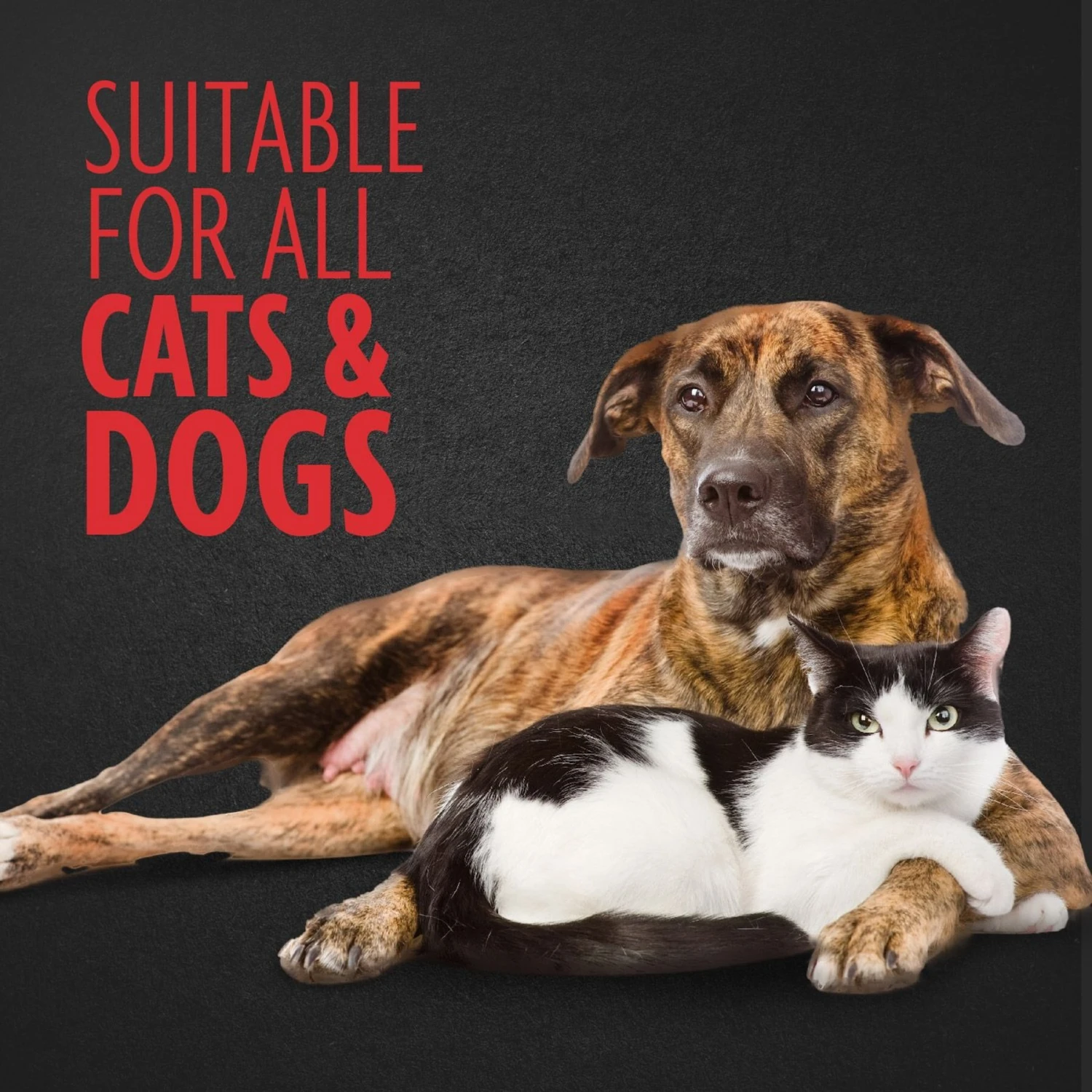 FURminator Nail Grinder Replacement Bands 5 FURminator Nail Grinder Replacement Bands - Image 5