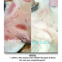 Zymox Veterinary Strength Enzymatic Dog & Cat Shampoo -Pet Wellness 69878 PT4. AC SS1800 V1543009580