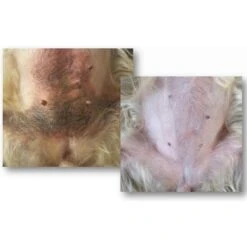 Zymox Veterinary Strength Enzymatic Dog & Cat Shampoo -Pet Wellness 69878 PT5. AC SS1800 V1543009581