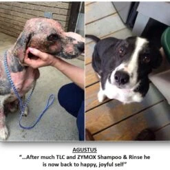 Zymox Veterinary Strength Enzymatic Dog & Cat Shampoo -Pet Wellness 69878 PT7. AC SS1800 V1543009583