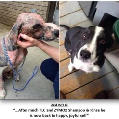 Zymox Veterinary Strength Enzymatic Dog & Cat Leave-on Conditioner -Pet Wellness 69879 PT6. AC SS1800 V1558549318