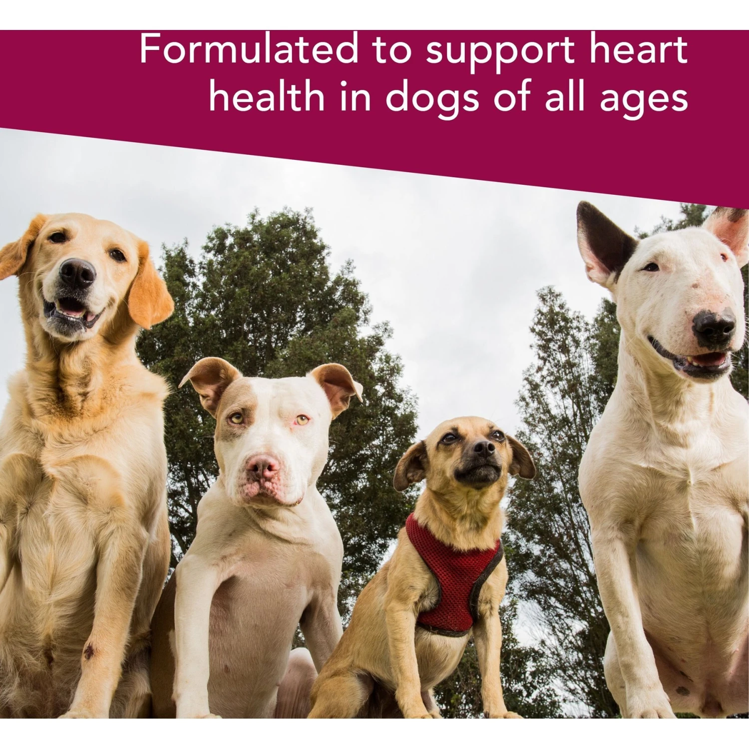 VetriScience Vetri Cardio Canine Soft Chews Heart Supplement For Dogs 5 VetriScience Vetri Cardio Canine Soft Chews Heart Supplement For Dogs - Image 5