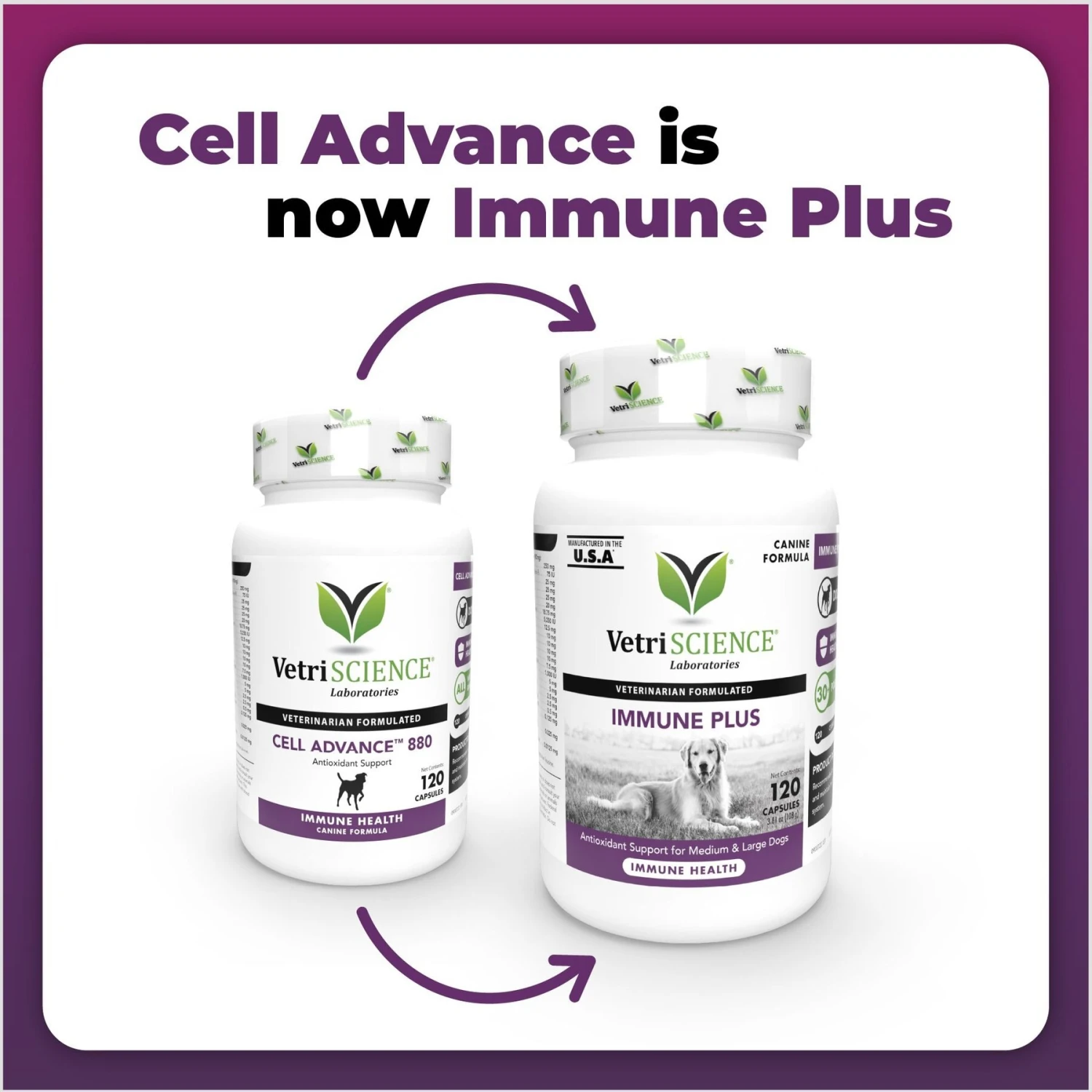 VetriScience Immune Plus Immunity Support For Dogs 2 VetriScience Immune Plus Immunity Support For Dogs - Image 2