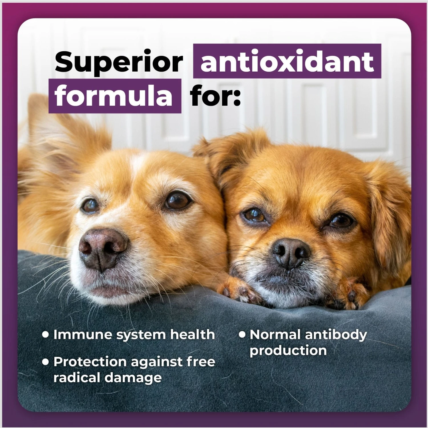 VetriScience Immune Plus Immunity Support For Dogs 9 VetriScience Immune Plus Immunity Support For Dogs - Image 9