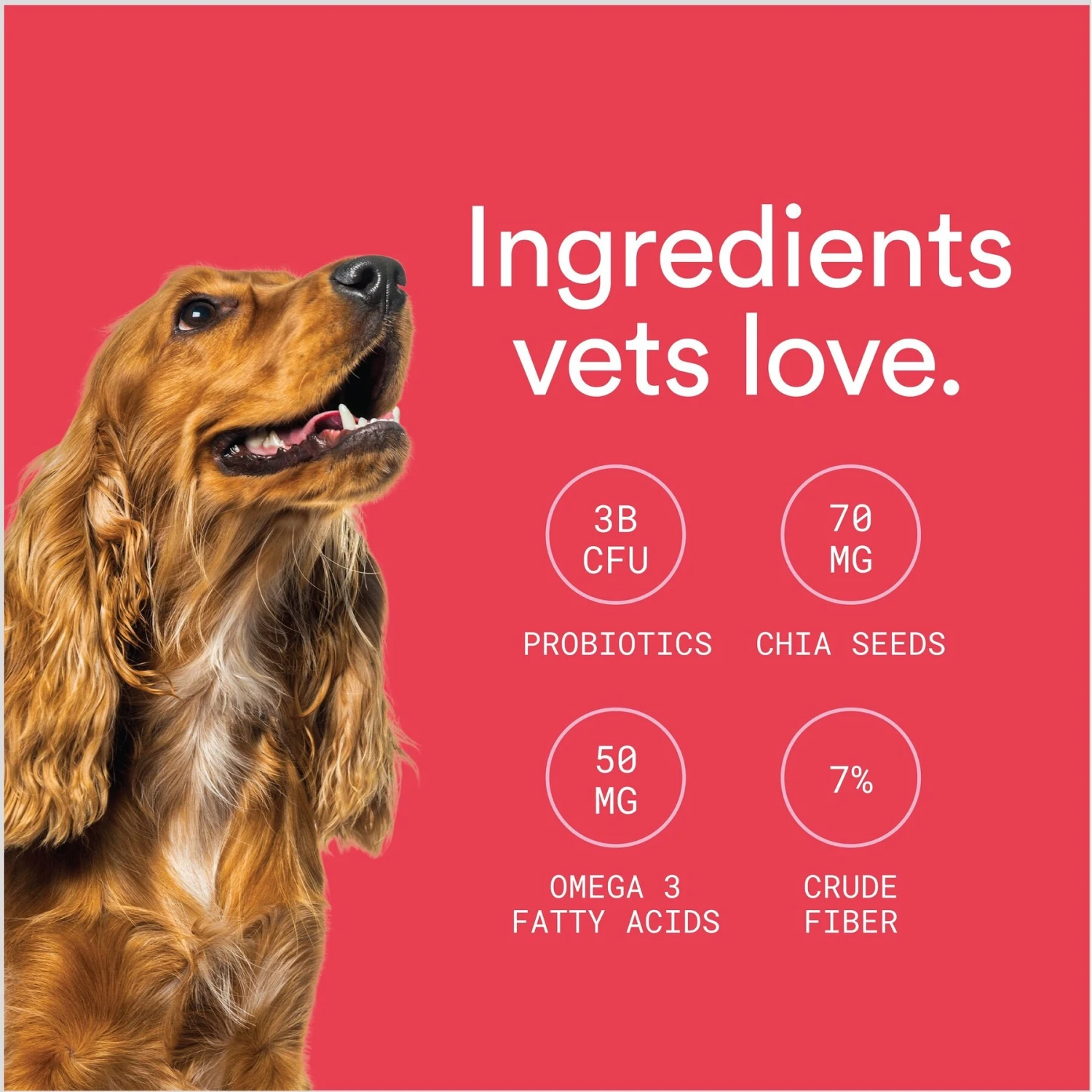 Foster Digestive Support + Probiotics Banana & Apple Flavored Soft Chews Dog Supplement, 90 Count 6 Foster Digestive Support + Probiotics Banana & Apple Flavored Soft Chews Dog Supplement, 90 Count - Image 6