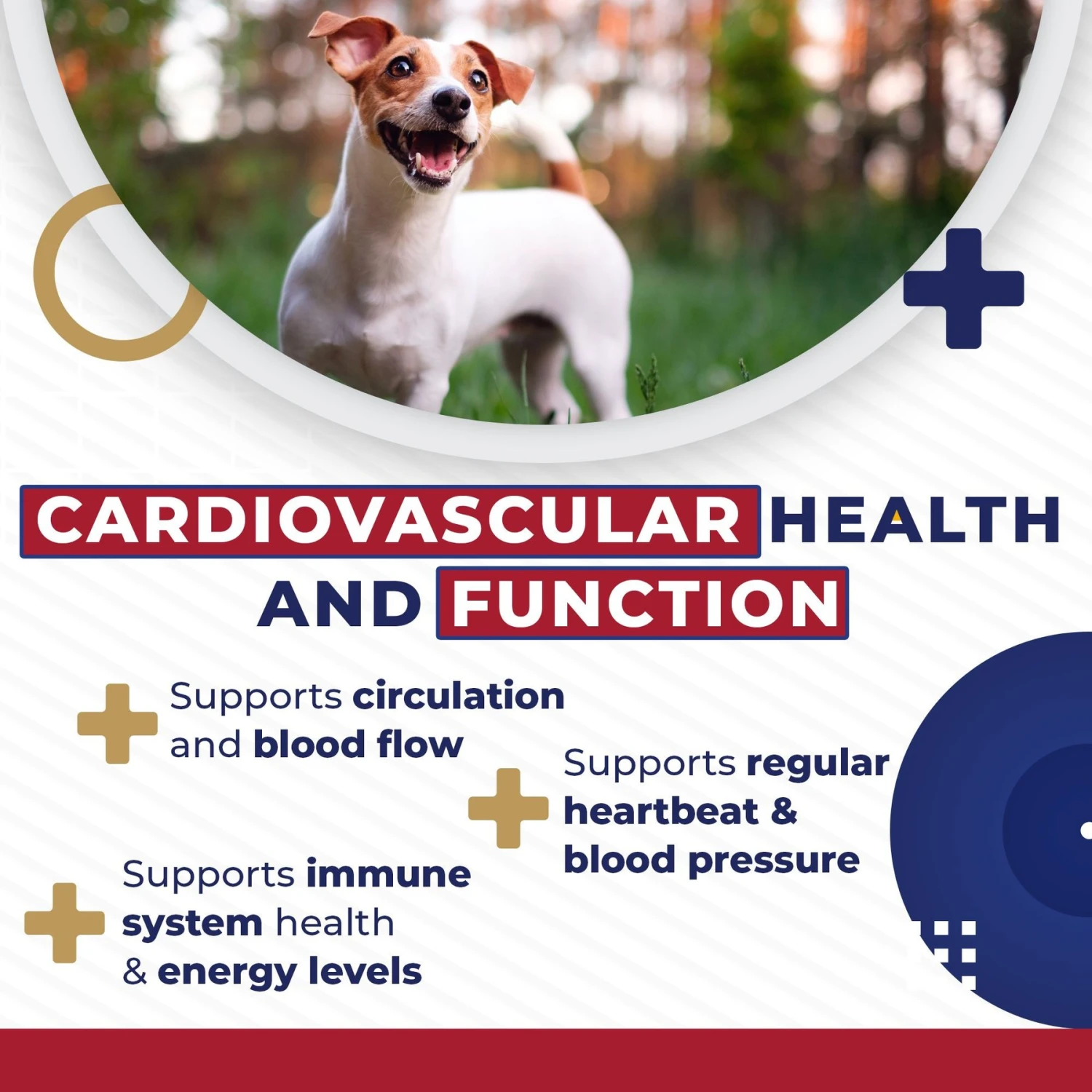 Pet Health Pharma Cardio Heart Health Chicken Flavored Tablets Supplements For Cats & Dogs, 120 Count 7 Pet Health Pharma Cardio Heart Health Chicken Flavored Tablets Supplements For Cats & Dogs, 120 Count - Image 7
