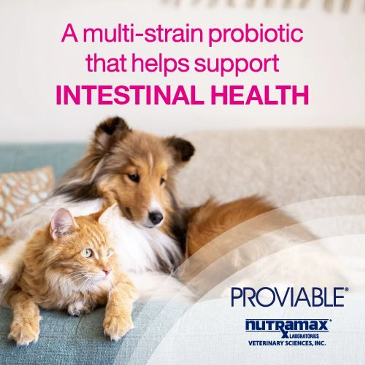 Nutramax Proviable Probiotics & Prebiotics Capsules Digestive Supplement For Cats & Dogs 2 Nutramax Proviable Probiotics & Prebiotics Capsules Digestive Supplement For Cats & Dogs - Image 2