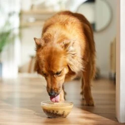 The Honest Kitchen Functional POUR OVERS Revive & Restore Chicken & Pumpkin Stew Dog Food Topper, 5.5-oz Can, Case Of 12 -Pet Wellness 747366 PT3. AC SS1800 V1682711415