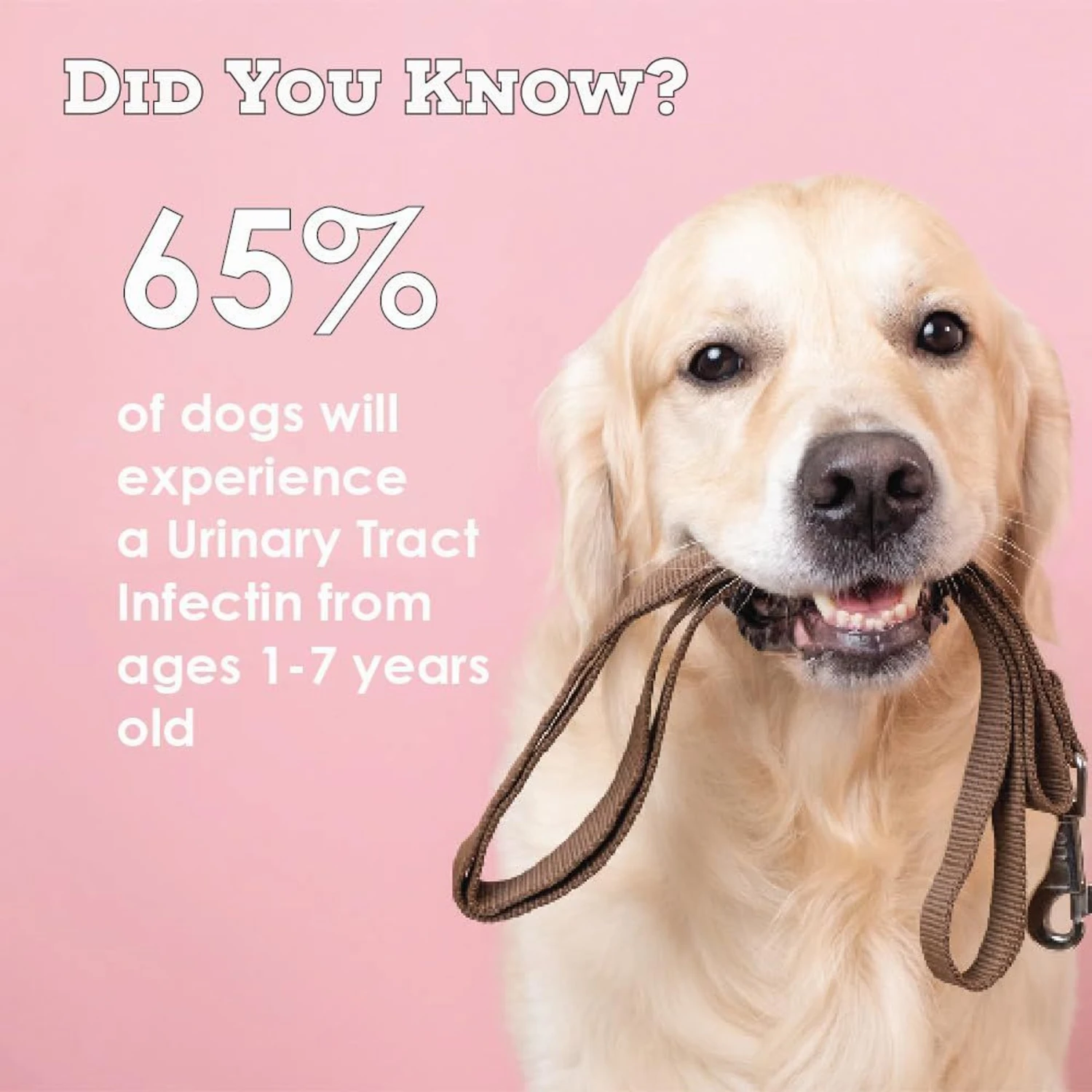 Pet Health Solutions Cranberry D-Mannose Urinary Tract Support Chews Supplement For Dogs 5 Pet Health Solutions Cranberry D-Mannose Urinary Tract Support Chews Supplement For Dogs - Image 5