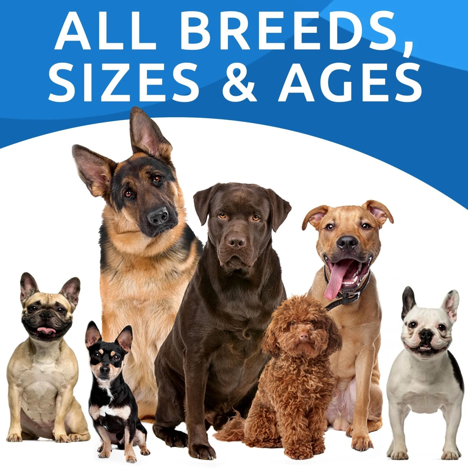 Bark&Spark Pumpkin Powdered Fiber & Stool Softener Cat & Dog Supplement, 8.1-oz Bag 6 Bark&Spark Pumpkin Powdered Fiber & Stool Softener Cat & Dog Supplement, 8.1-oz Bag - Image 6