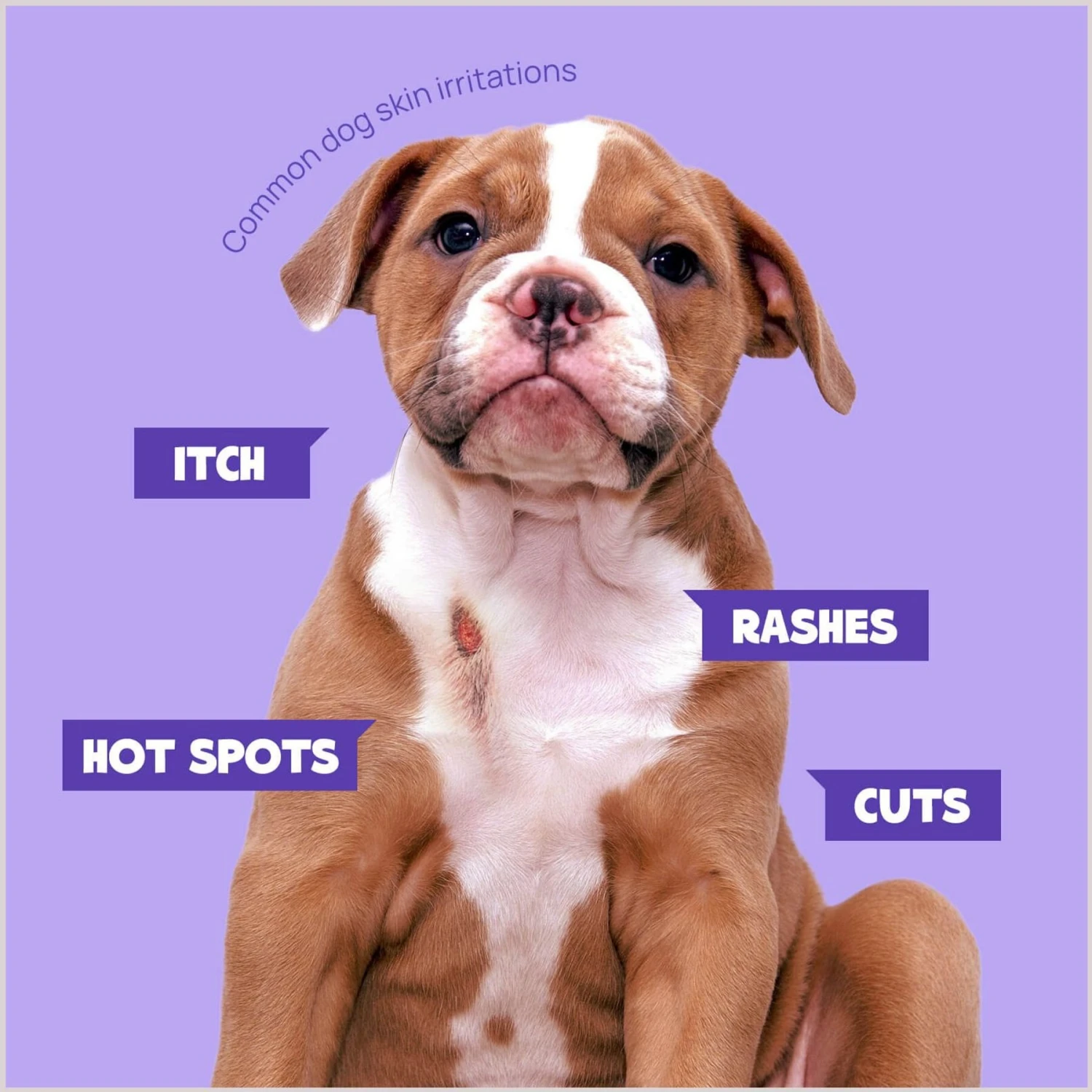 HICC PET Skin Care Relief Cat & Dog Spray, 16-oz Bottle 2 HICC PET Skin Care Relief Cat & Dog Spray, 16-oz Bottle - Image 2