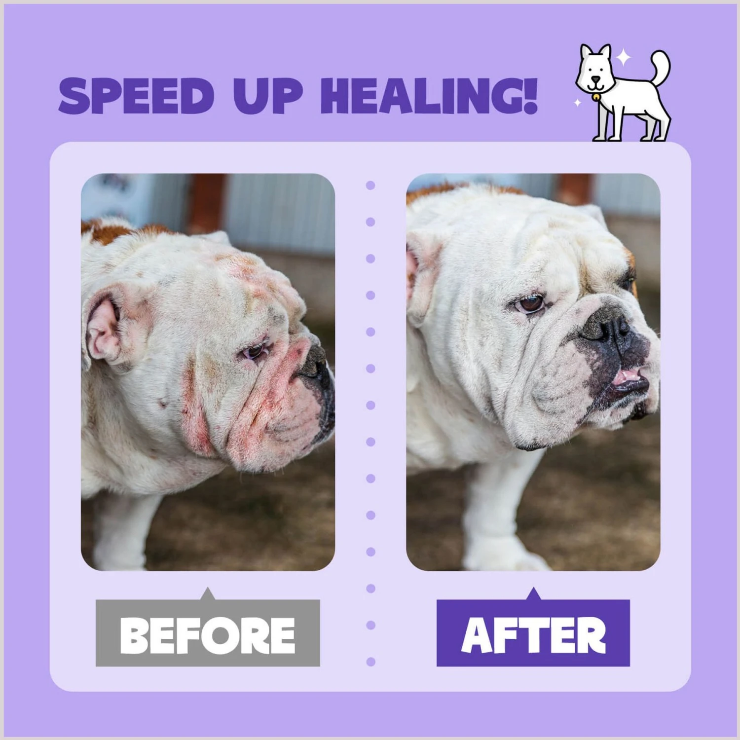 HICC PET Skin Care Relief Cat & Dog Spray, 16-oz Bottle 6 HICC PET Skin Care Relief Cat & Dog Spray, 16-oz Bottle - Image 6