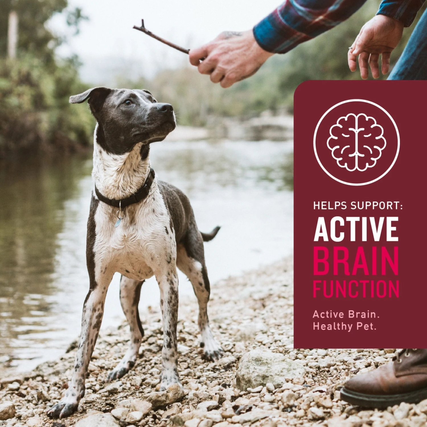 VetIQ Hickory Smoke Flavor Soft Chew Multivitamin For Dogs 4 VetIQ Hickory Smoke Flavor Soft Chew Multivitamin For Dogs - Image 4