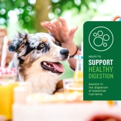 VetIQ Probiotic Soft Chew Supplement For Dogs -Pet Wellness 777894 PT3. AC SS1800 V1696540849