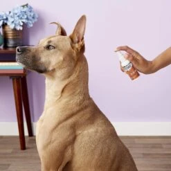 Zymox Topical Spray With Hydrocortisone 1.0% For Dogs & Cats & Zymox Veterinary Strength Enzymatic Dog & Cat Shampoo -Pet Wellness 781238 PT4. AC SS1800 V1677168628