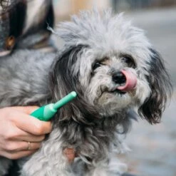 Li'l Pals Dog Flea Comb -Pet Wellness 782590 PT4. AC SS1800 V1684330375