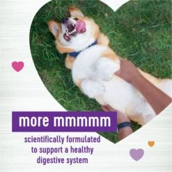 Wellness CORE Digestive Health Wholesome Grains Chicken & Brown Rice Recipe Dry Dog Food + 2 Items -Pet Wellness 783510 PT5. AC SS1800 V1677255265
