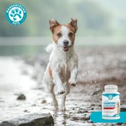 Wanderfound Pets Ultimate Cranberry Bladder & Urinary Tract Support Cat & Dog Supplement, 90 Count -Pet Wellness 794478 PT5. AC SS1800 V1681159621