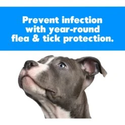 Health Extension ARI Probiotic Flea & Tick Dog Shampoo, 16-oz Bottle -Pet Wellness 795894 PT8. AC SS1800 V1690316843