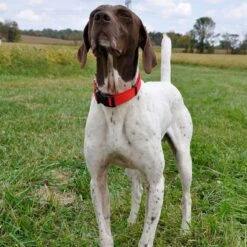 SecureAway Dog Flea Collar Protector & Seresto Flea & Tick Collar For Dogs, Up To 18 Lbs -Pet Wellness 796790 PT4. AC SS1800 V1678293929