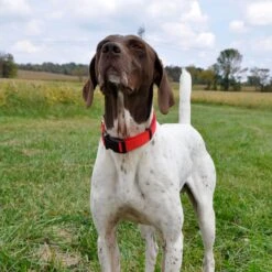 SecureAway Dog Flea Collar Protector & Seresto Flea & Tick Collar For Dogs, Over 18 Lbs -Pet Wellness 796894 PT4. AC SS1800 V1678292829