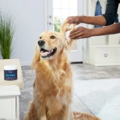 Zymox Ear Infection Solution With .5% Hydrocortisone For Dogs & Cats, 1.25-oz Bottle & Frisco Ear Wipes For Dogs, 100 Count -Pet Wellness 808334 PT7. AC SS1800 V1679065297