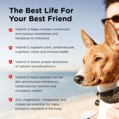 Nutri-Vet Adult-Vite Soft Chews Multivitamin For Dogs -Pet Wellness 80855 PT3. AC SS1800 V1657661031