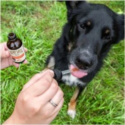 Hemp Well Immune Liquid Supplement For Dogs & Cat, 2-oz Bottle 10 Hemp Well Immune Liquid Supplement For Dogs & Cat, 2-oz Bottle -Pet Wellness 817590 PT3. AC SS1800 V1700689567