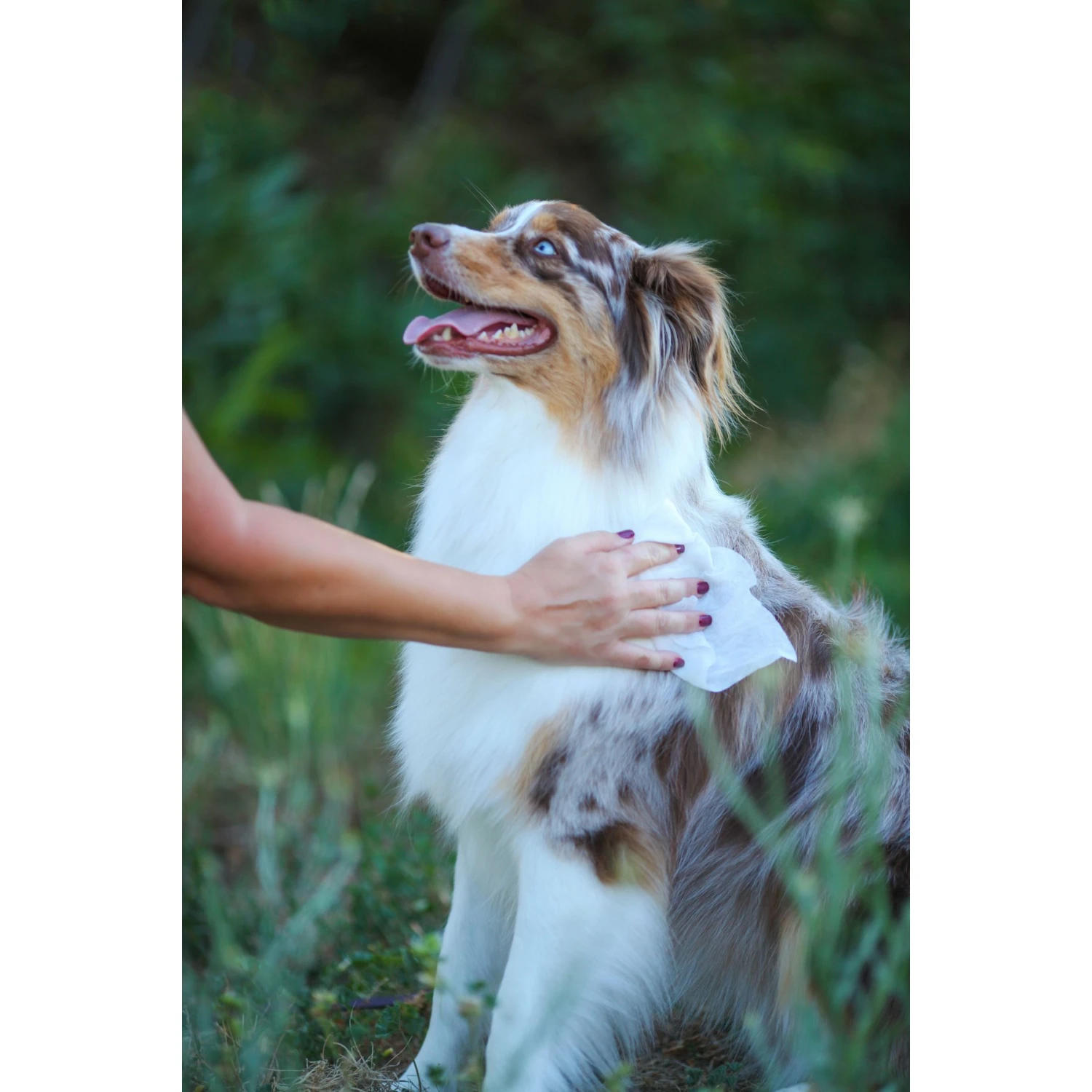 Earthbath Oatmeal & Aloe Vanilla & Almond Scented Cat & Dog Grooming Wipes 2 Earthbath Oatmeal & Aloe Vanilla & Almond Scented Cat & Dog Grooming Wipes - Image 2