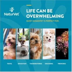 NaturVet Scoopables Quiet Moments Calming Aid Dog Supplement, 11-oz Bag 14 NaturVet Scoopables Quiet Moments Calming Aid Dog Supplement, 11-oz Bag -Pet Wellness 825214 PT5. AC SS1800 V1682004126