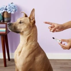 Puralube Vet Ointment Sterile Ocular Lubricant For Dogs & Cats -Pet Wellness 83592 PT3. AC SS1800 V1543272250