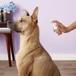 Zymox Topical Spray With Hydrocortisone 1.0% For Dogs & Cats -Pet Wellness 83699 PT3. AC SS1800 V1543272315