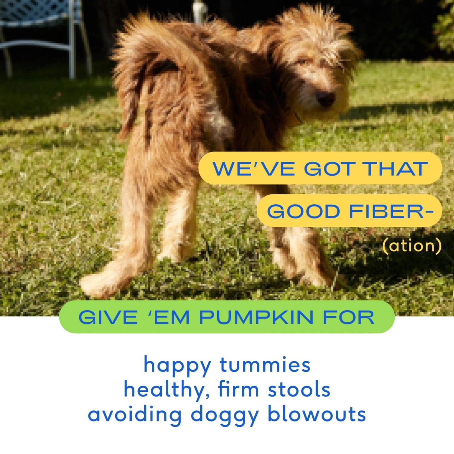 Native Pet Organic Pumpkin Fiber Powder Dog Supplement & Native Pet Allergy Air-Dried Supplement To Support Seasonal Skin Allergies Dog Supplement 5 Native Pet Organic Pumpkin Fiber Powder Dog Supplement & Native Pet Allergy Air-Dried Supplement To Support Seasonal Skin Allergies Dog Supplement - Image 5