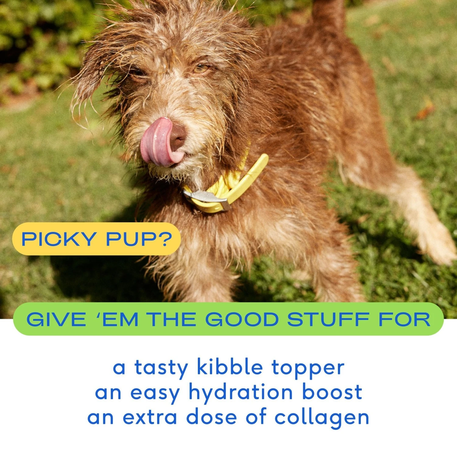 Native Pet Organic Pumpkin Fiber Powder Dog Supplement & Native Pet Beef Bone Broth Powder Dog & Cat Food Topper 9 Native Pet Organic Pumpkin Fiber Powder Dog Supplement & Native Pet Beef Bone Broth Powder Dog & Cat Food Topper - Image 9