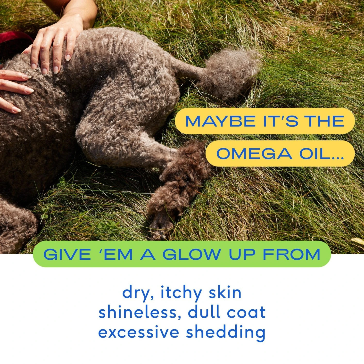 Native Pet Organic Pumpkin Fiber Powder Dog Supplement & Native Pet Omega 3 Fish Oil To Support Skin & Coat Health Dog Supplement 9 Native Pet Organic Pumpkin Fiber Powder Dog Supplement & Native Pet Omega 3 Fish Oil To Support Skin & Coat Health Dog Supplement - Image 9