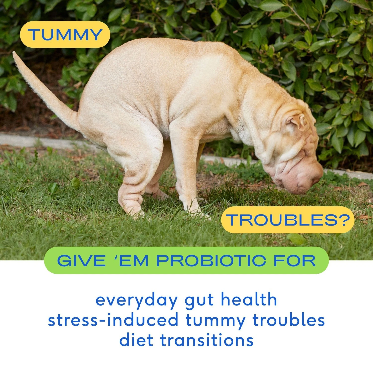 Native Pet Organic Pumpkin Fiber Powder Dog Supplement & Native Pet Vet-Formulated Probiotic & Prebiotic Digestive Issues Powder Supplement For Dogs 9 Native Pet Organic Pumpkin Fiber Powder Dog Supplement & Native Pet Vet-Formulated Probiotic & Prebiotic Digestive Issues Powder Supplement For Dogs - Image 9