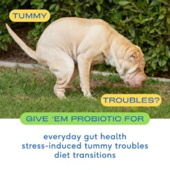 Native Pet Vet-Formulated Probiotic & Prebiotic Digestive Issues Powder Supplement For Dogs & Native Pet Beef Bone Broth Powder Dog & Cat Food Topper -Pet Wellness 894454 PT8. AC SS1800 V1701115163