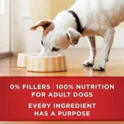 Purina ONE SmartBlend Classic Ground Chicken & Brown Rice Entree Adult Canned Dog Food 12 Purina ONE SmartBlend Classic Ground Chicken & Brown Rice Entree Adult Canned Dog Food -Pet Wellness 91513 PT5. AC SS1800 V1668811237
