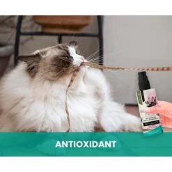 Gou Gou Pets Lotus & White Tea Leave In Conditioning Dog & Cat Spray, 8-oz Bottle -Pet Wellness 918022 PT5. AC SS1800 V1694443044