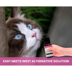 Gou Gou Pets Calming Essential Oil Blend For Anxiety Dog & Cat Spray, 15-ml Bottle 14 Gou Gou Pets Calming Essential Oil Blend For Anxiety Dog & Cat Spray, 15-ml Bottle -Pet Wellness 918070 PT6. AC SS1800 V1694442930