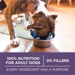 Purina ONE High Protein + Vibrant Maturity 7 Plus Formula Dry Senior Dog Food 14 Purina ONE High Protein + Vibrant Maturity 7 Plus Formula Dry Senior Dog Food -Pet Wellness 918782 PT5. AC SS1800 V1694623289
