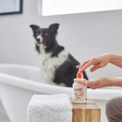 Douxo S3 PYO Antiseptic Antifungal Chlorhexidine Dog & Cat Shampoo & Douxo S3 PYO Antiseptic Antifungal Chlorhexidine Dog Mousse, 5.1-oz Bottle -Pet Wellness 933478 PT4. AC SS1800 V1692305569