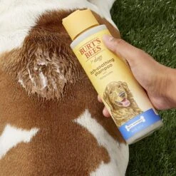 Burt's Bees Itch Soothing Honeysuckle Shampoo 11 Burt's Bees Itch Soothing Honeysuckle Shampoo -Pet Wellness 94034 PT3. AC SS1800 V1543533913