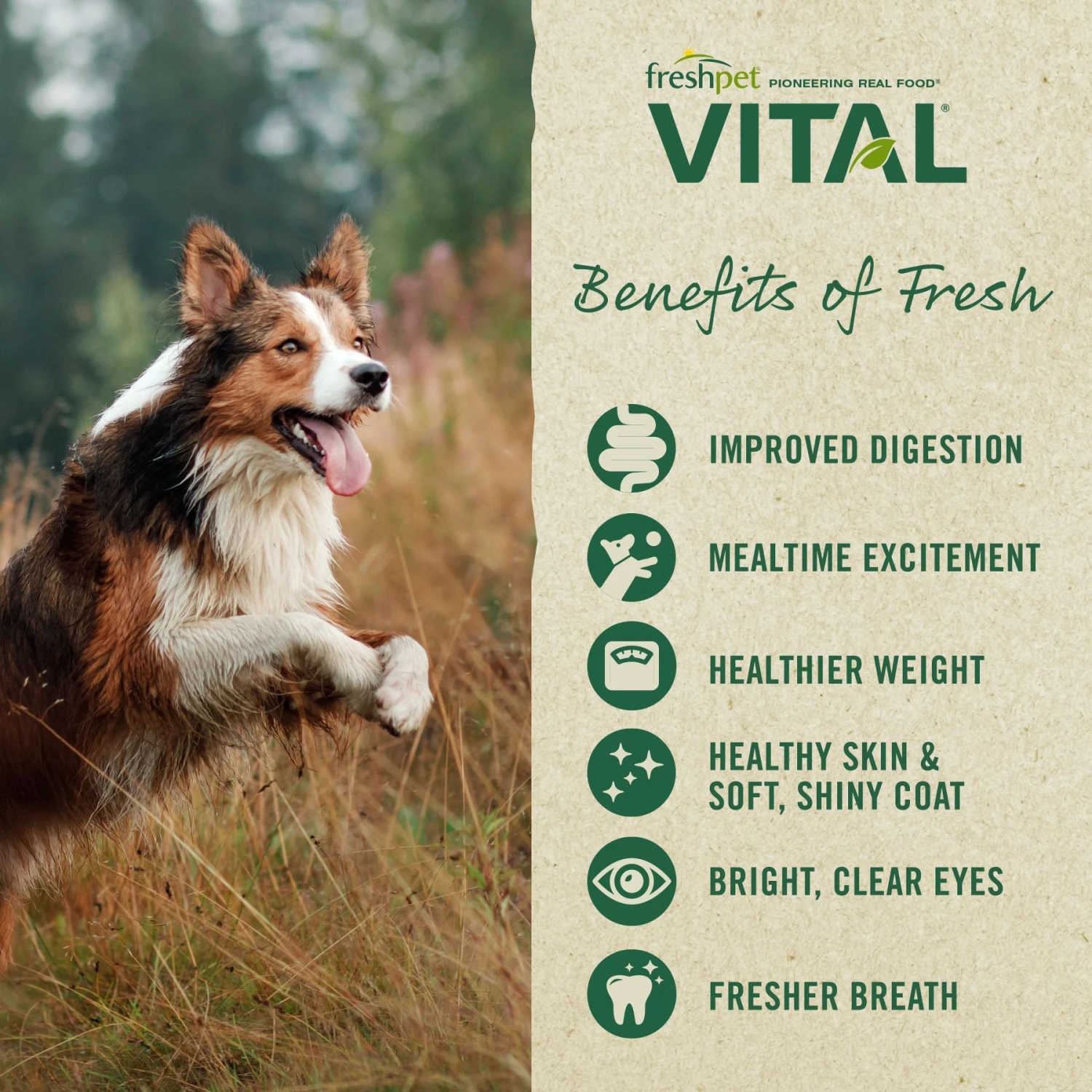 Freshpet Dognation Chicken Recipe Fresh Dog Treats & Freshpet Vital Chicken Recipe Grain-Free Small Breed Fresh Dog Food 9 Freshpet Dognation Chicken Recipe Fresh Dog Treats & Freshpet Vital Chicken Recipe Grain-Free Small Breed Fresh Dog Food - Image 9