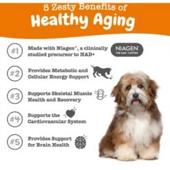 Zesty Paws Healthy Aging NAD+ Precursor Cellular Energy, Brain, & Heart Supplement + Probiotic Pill Wrap For Dogs -Pet Wellness 945862 PT2. AC SS1800 V1701379888