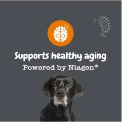 Zesty Paws Healthy Aging NAD+ Precursor Cellular Energy, Brain, & Heart Supplement + Probiotic Pill Wrap For Dogs -Pet Wellness 945862 PT3. AC SS1800 V1701379888