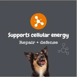 Zesty Paws Healthy Aging NAD+ Precursor Cellular Energy, Brain, & Heart Supplement + Probiotic Pill Wrap For Dogs -Pet Wellness 945862 PT4. AC SS1800 V1701379887