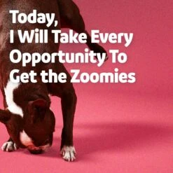 Vibeful 10-in-1 Multivitamin Bites Peanut Butter Flavored Soft Chews Multivitamin For Dogs & Vibeful Mobility & Joint Health Beef Flavored Soft Chews Joint Supplement For Dogs 17 Vibeful 10-in-1 Multivitamin Bites Peanut Butter Flavored Soft Chews Multivitamin For Dogs & Vibeful Mobility & Joint Health Beef Flavored Soft Chews Joint Supplement For Dogs -Pet Wellness 947830 PT8. AC SS1800 V1693344547