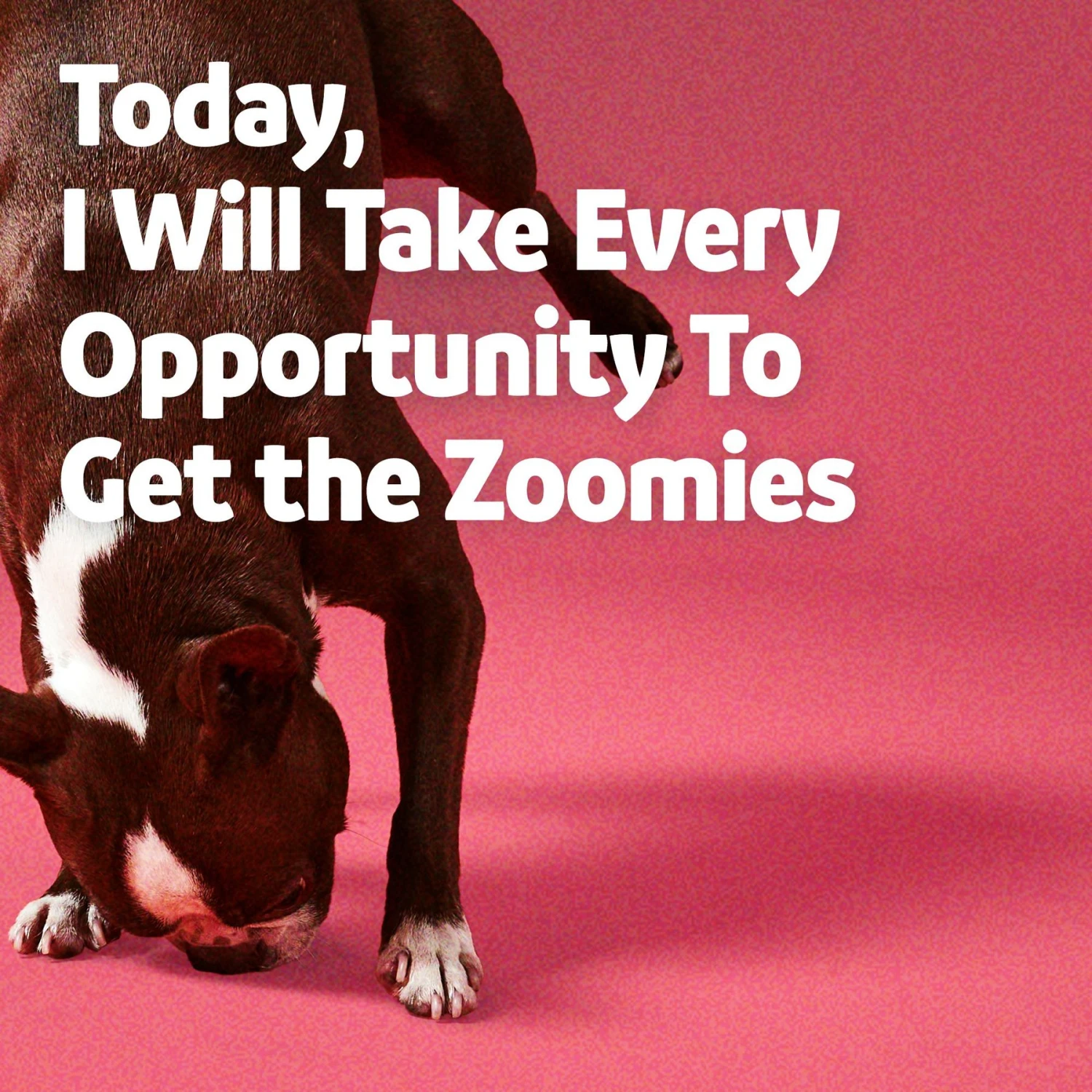 Vibeful 10-in-1 Multivitamin Bites Peanut Butter Flavored Soft Chews Multivitamin For Dogs & Vibeful Mobility & Joint Health Beef Flavored Soft Chews Joint Supplement For Dogs 9 Vibeful 10-in-1 Multivitamin Bites Peanut Butter Flavored Soft Chews Multivitamin For Dogs & Vibeful Mobility & Joint Health Beef Flavored Soft Chews Joint Supplement For Dogs - Image 9