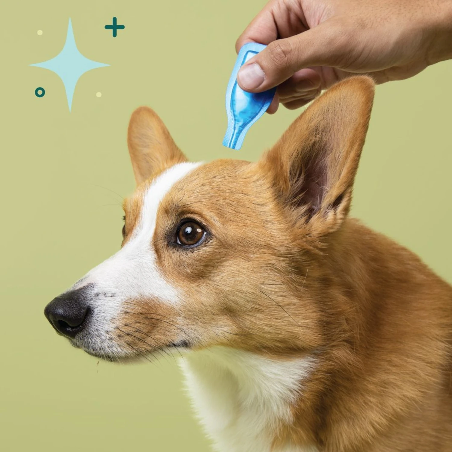 BSerene Spot On Valerian Calming Topical Solution For Dogs, 3 Count 5 BSerene Spot On Valerian Calming Topical Solution For Dogs, 3 Count - Image 5